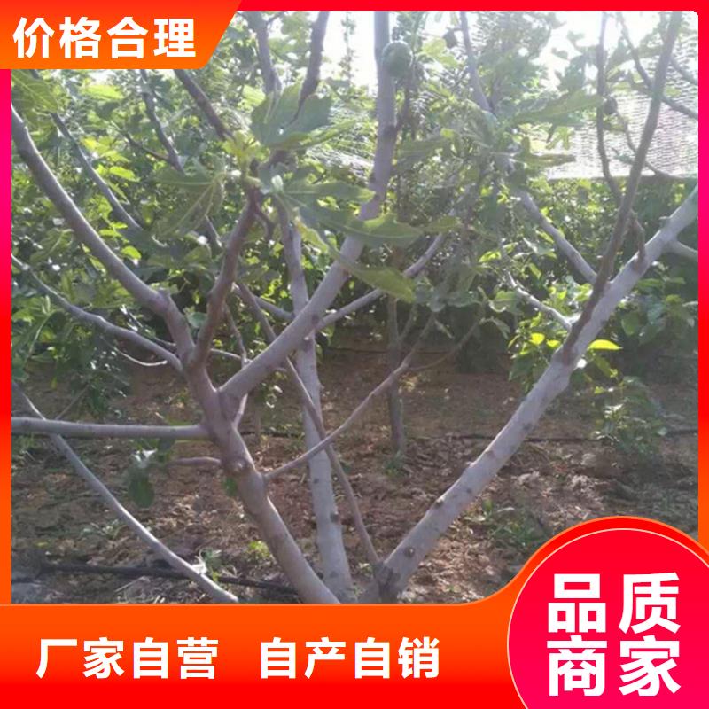 【无花果猕猴桃苗规格齐全实力厂家】