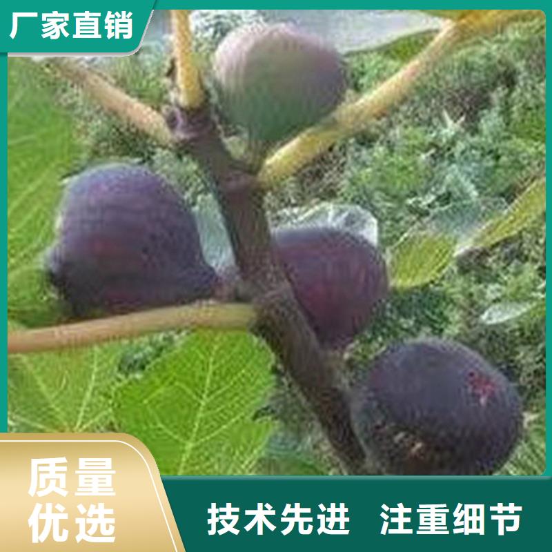 【无花果猕猴桃苗规格齐全实力厂家】