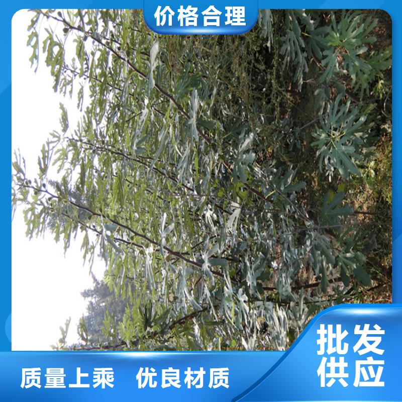 【无花果猕猴桃苗规格齐全实力厂家】