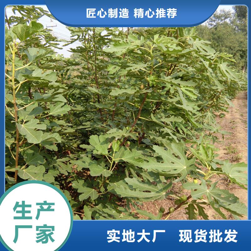 【无花果猕猴桃苗规格齐全实力厂家】
