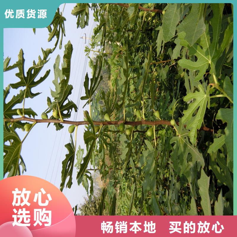 无花果桃树苗严格把控质量