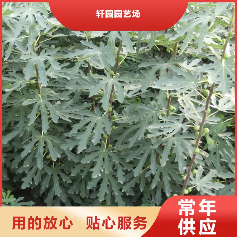 【无花果猕猴桃苗规格齐全实力厂家】