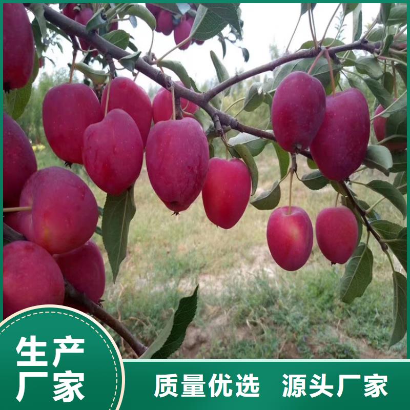 红颜草莓视频-红颜草莓(轩园)覆盖地域福建省泉州市洛江|安溪|南平|厦门|福州|莆田