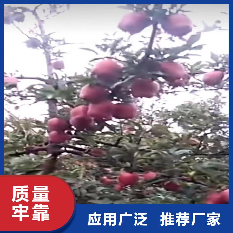 苹果北美冬青常年出售