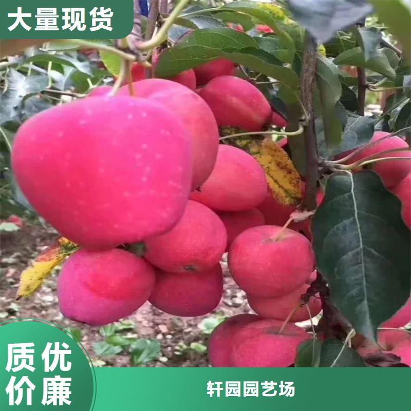 红颜草莓视频-红颜草莓(轩园)覆盖地域福建省泉州市洛江|安溪|南平|厦门|福州|莆田