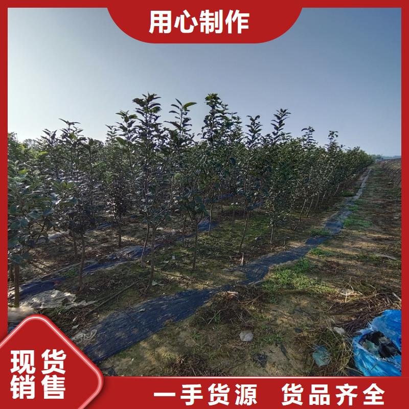 红颜草莓视频-红颜草莓(轩园)覆盖地域福建省泉州市洛江|安溪|南平|厦门|福州|莆田