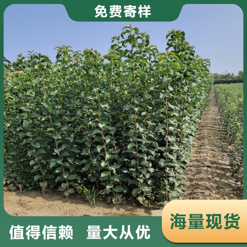 红颜草莓视频-红颜草莓(轩园)覆盖地域福建省泉州市洛江|安溪|南平|厦门|福州|莆田