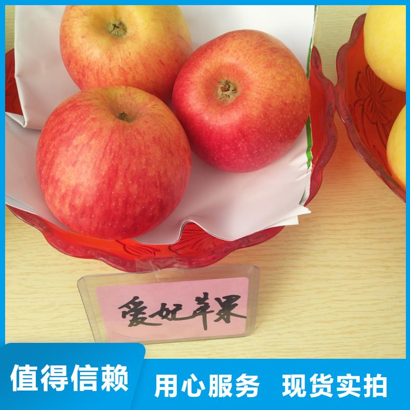苹果梨树苗正规厂家