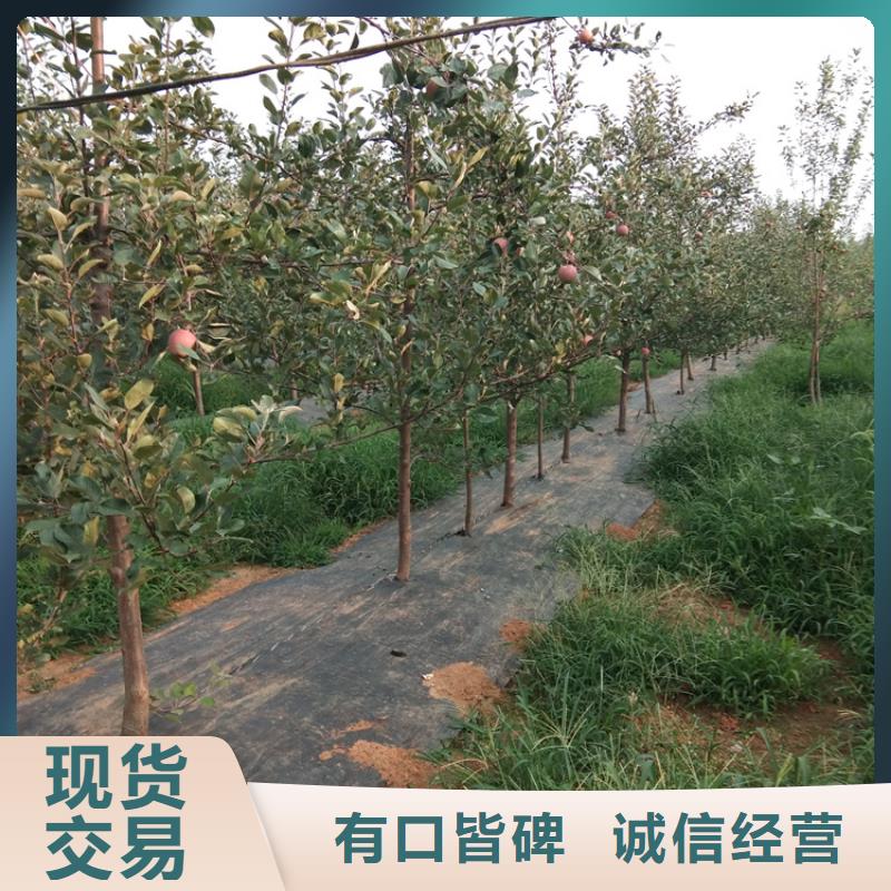 红颜草莓视频-红颜草莓(轩园)覆盖地域福建省泉州市洛江|安溪|南平|厦门|福州|莆田