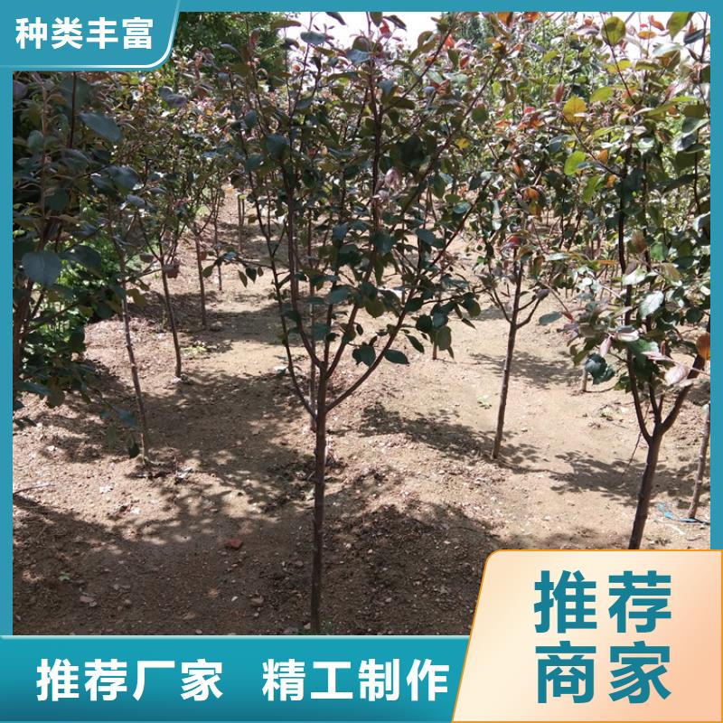 红颜草莓视频-东丰|东辽|四平|通化|长春|延边|吉林轩园红颜草莓_ 轩园园艺场(辽源市分公司)