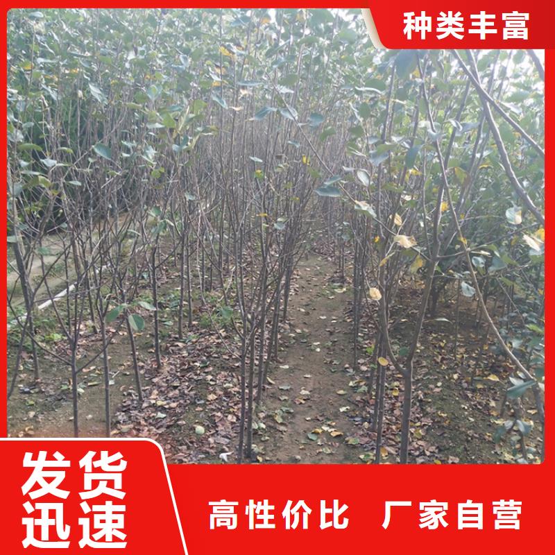 红颜草莓视频-东丰|东辽|四平|通化|长春|延边|吉林轩园红颜草莓_ 轩园园艺场(辽源市分公司)