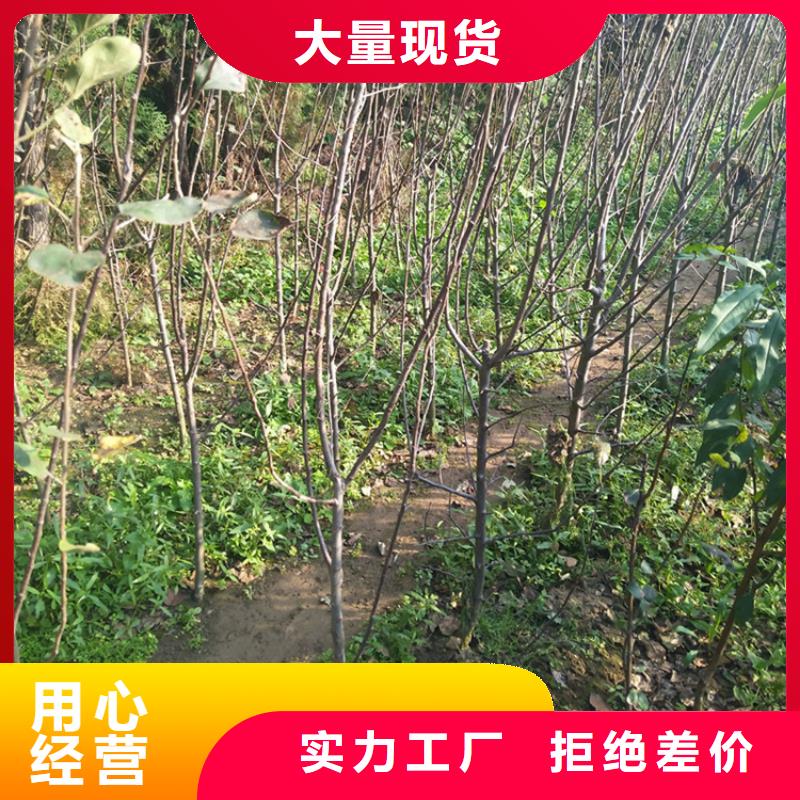 红颜草莓视频-东丰|东辽|四平|通化|长春|延边|吉林轩园红颜草莓_ 轩园园艺场(辽源市分公司)