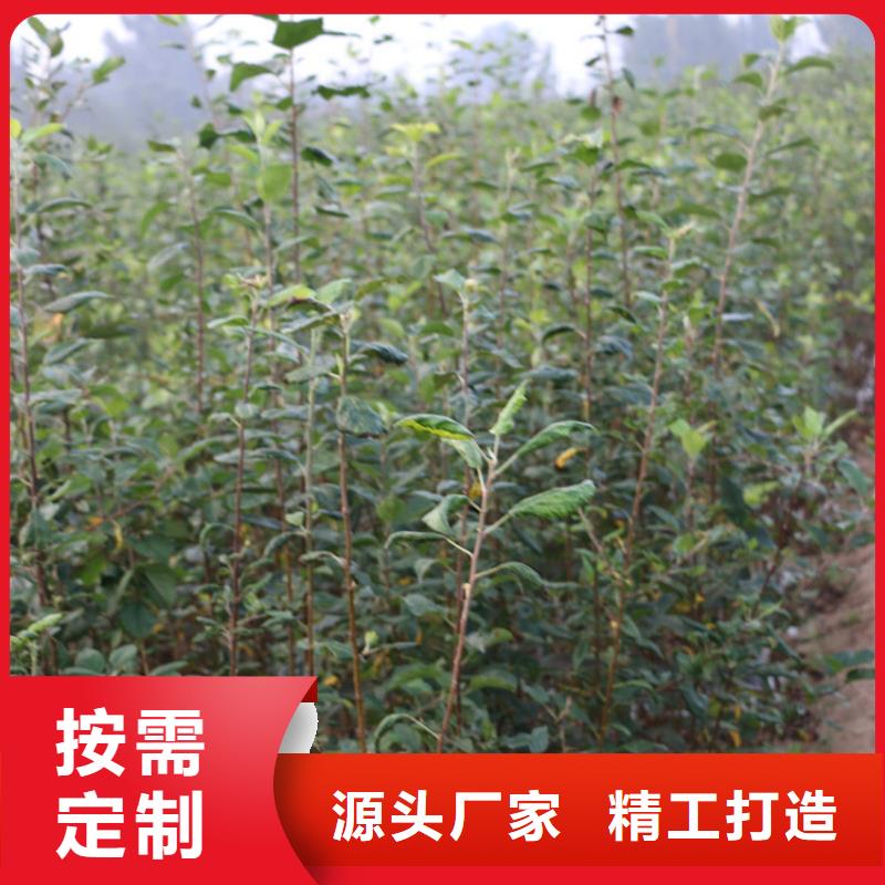 苹果梨树苗正规厂家