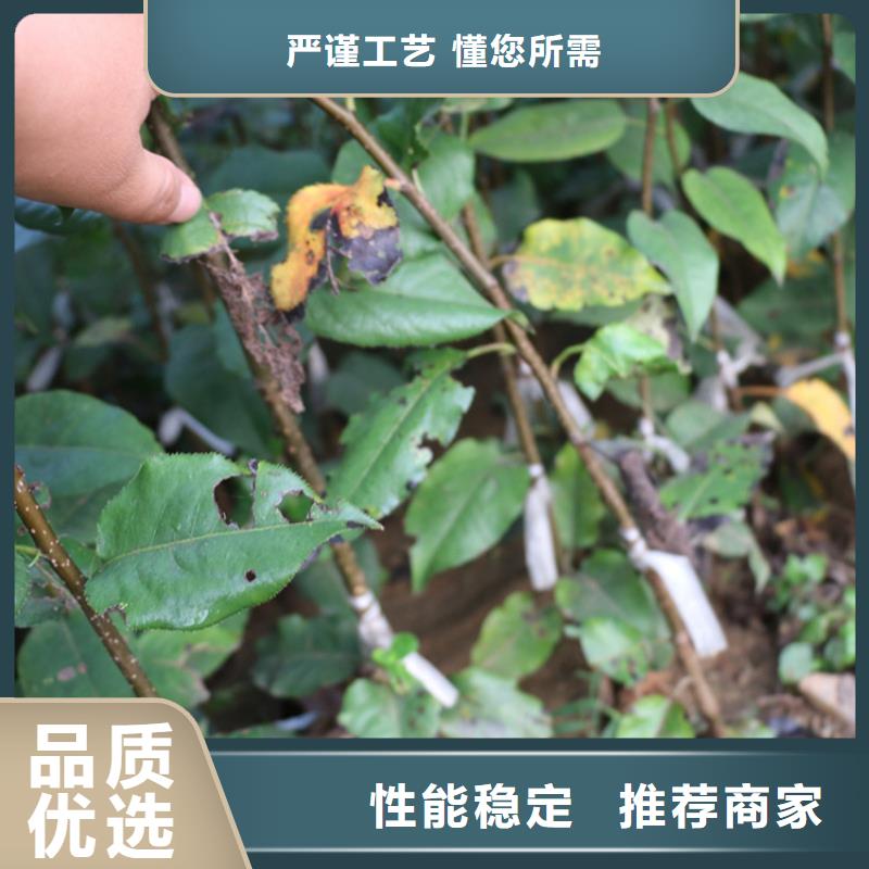红颜草莓视频-东丰|东辽|四平|通化|长春|延边|吉林轩园红颜草莓_ 轩园园艺场(辽源市分公司)