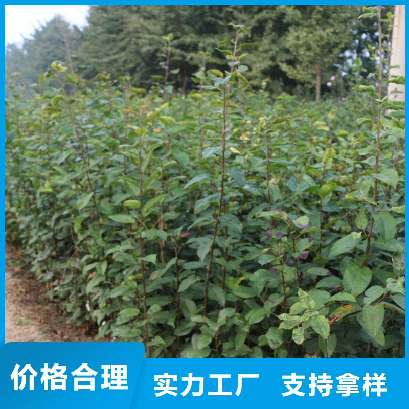 红颜草莓视频-东丰|东辽|四平|通化|长春|延边|吉林轩园红颜草莓_ 轩园园艺场(辽源市分公司)