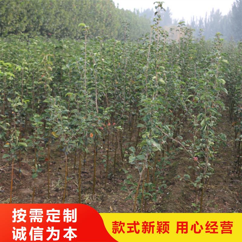 苹果北美冬青常年出售