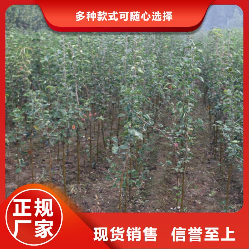苹果北美冬青常年出售