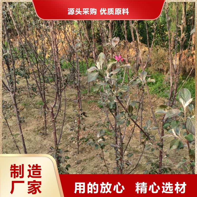 红颜草莓视频-红颜草莓(轩园)覆盖地域福建省泉州市洛江|安溪|南平|厦门|福州|莆田