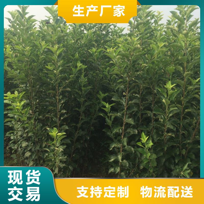 红颜草莓视频-东丰|东辽|四平|通化|长春|延边|吉林轩园红颜草莓_ 轩园园艺场(辽源市分公司)