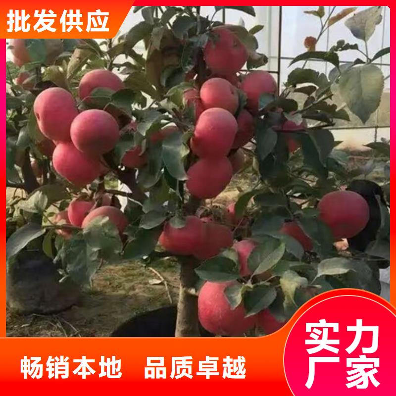 苹果樱桃苗今日价格