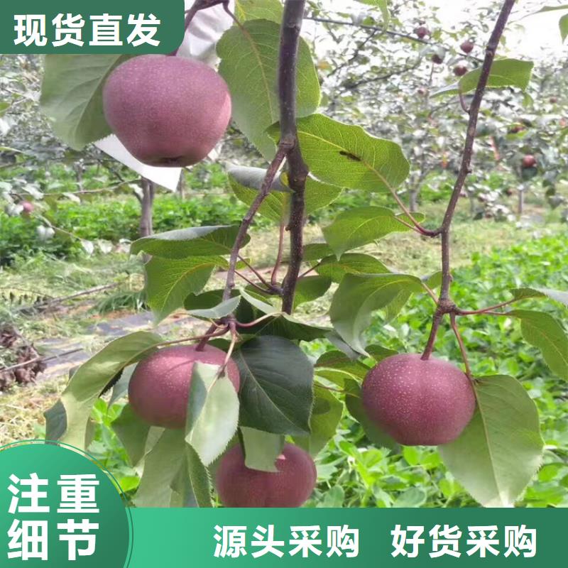 红颜草莓视频-红颜草莓-黑龙江省鹤岗市工农|萝北|绥化|佳木斯|大兴安岭|牡丹江|哈尔滨(此地)服务商