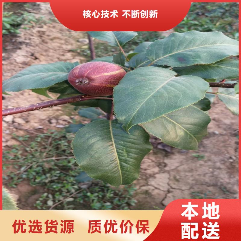 红颜草莓视频-红颜草莓-黑龙江省鹤岗市工农|萝北|绥化|佳木斯|大兴安岭|牡丹江|哈尔滨(此地)服务商