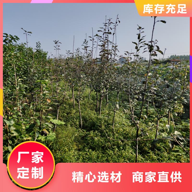 红颜草莓视频-红颜草莓-黑龙江省鹤岗市工农|萝北|绥化|佳木斯|大兴安岭|牡丹江|哈尔滨(此地)服务商