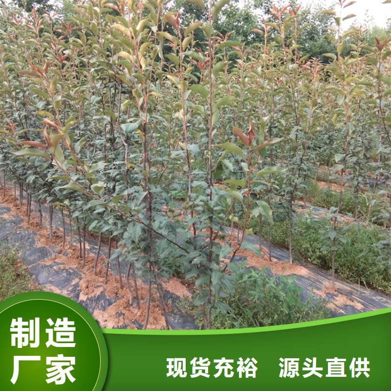 红颜草莓视频-红颜草莓-黑龙江省鹤岗市工农|萝北|绥化|佳木斯|大兴安岭|牡丹江|哈尔滨(此地)服务商