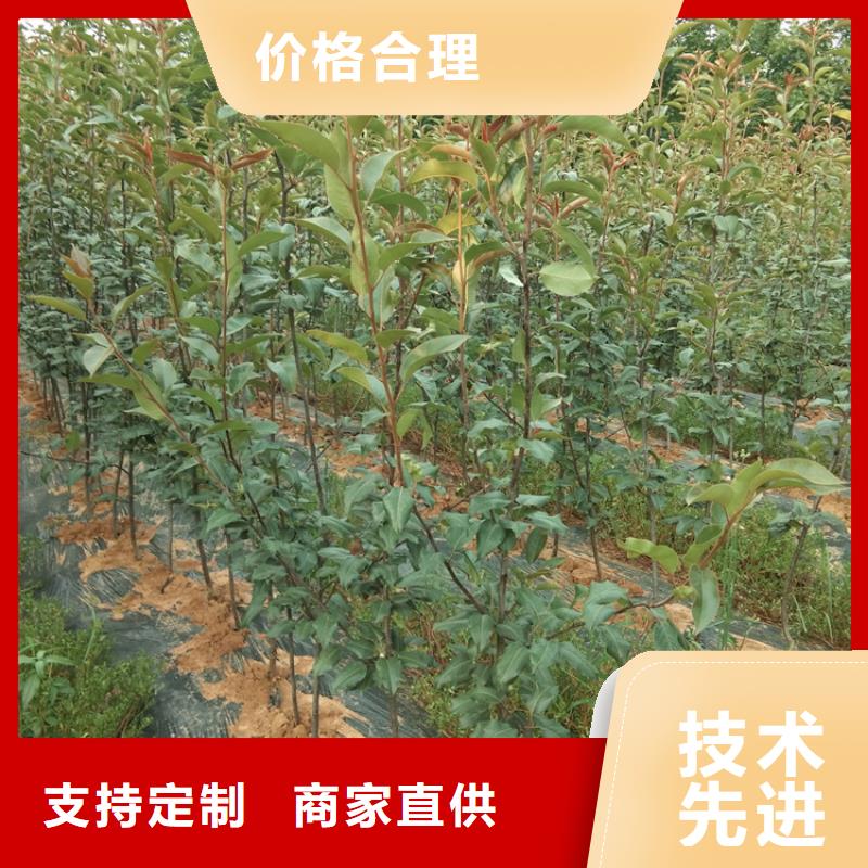 红颜草莓视频-红颜草莓-黑龙江省鹤岗市工农|萝北|绥化|佳木斯|大兴安岭|牡丹江|哈尔滨(此地)服务商