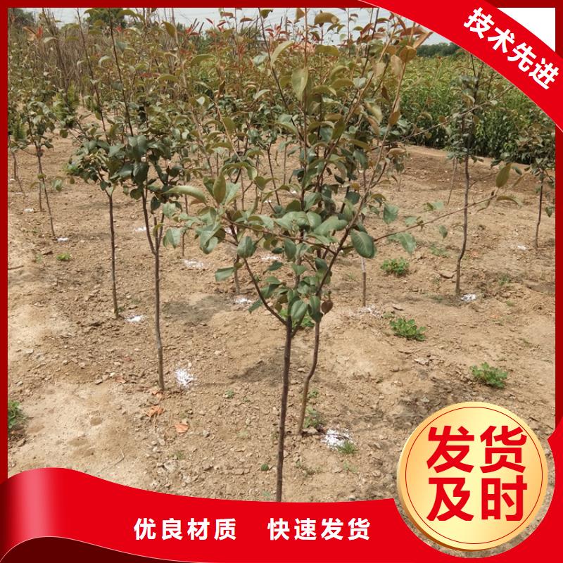 红颜草莓视频-红颜草莓-黑龙江省鹤岗市工农|萝北|绥化|佳木斯|大兴安岭|牡丹江|哈尔滨(此地)服务商