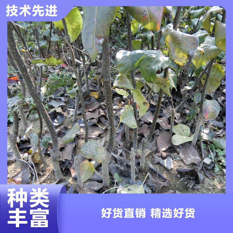 红颜草莓视频-红颜草莓-黑龙江省鹤岗市工农|萝北|绥化|佳木斯|大兴安岭|牡丹江|哈尔滨(此地)服务商