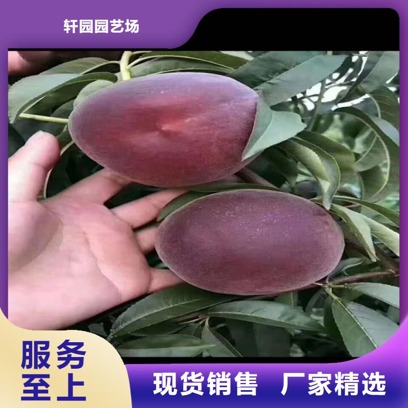 桃苹果苗把实惠留给您