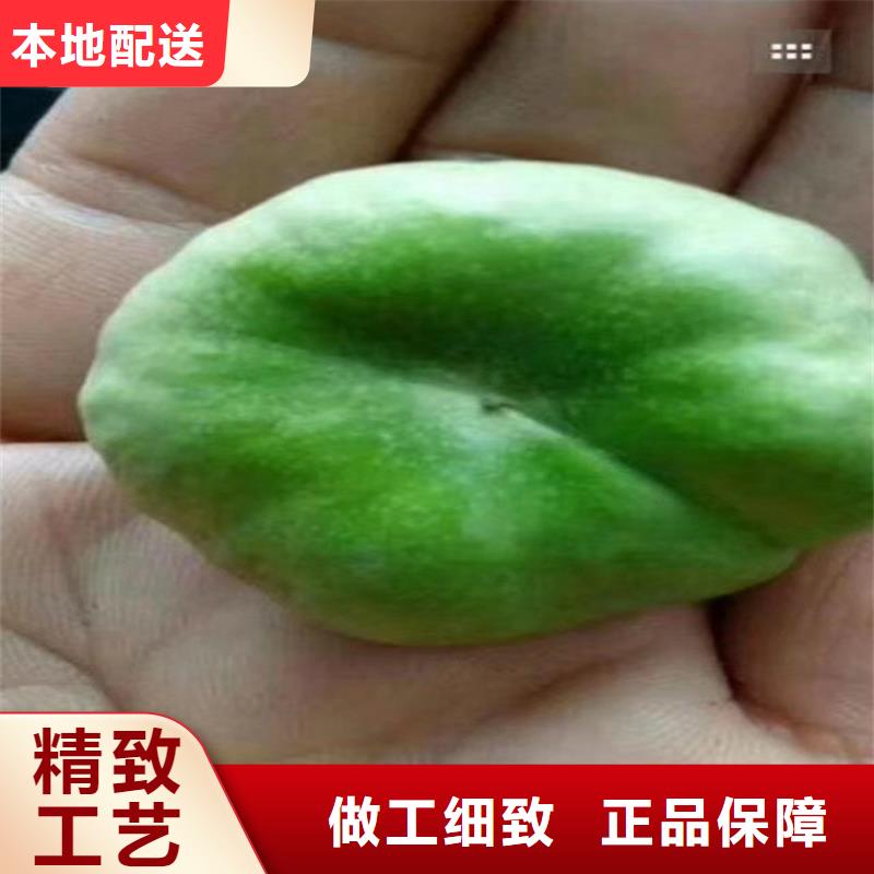 桃樱桃苗精品优选
