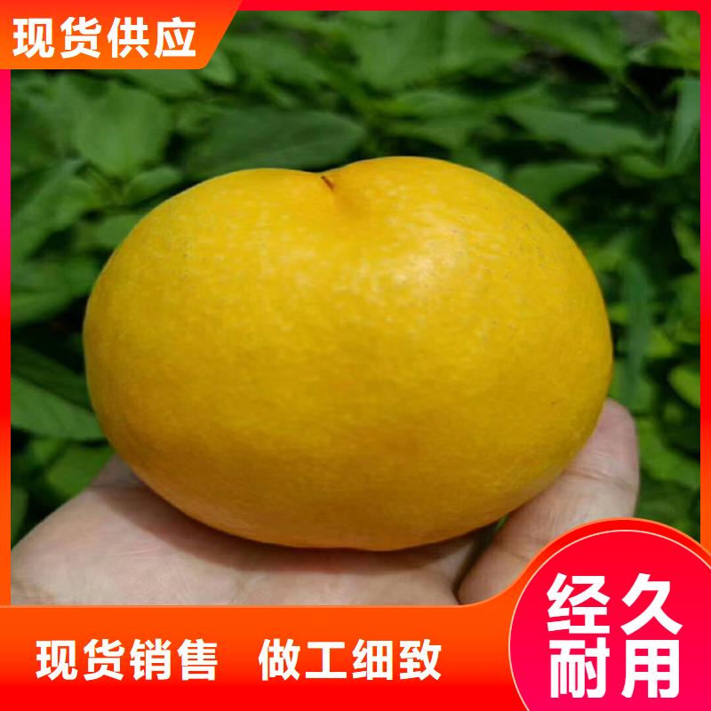 桃苹果苗把实惠留给您