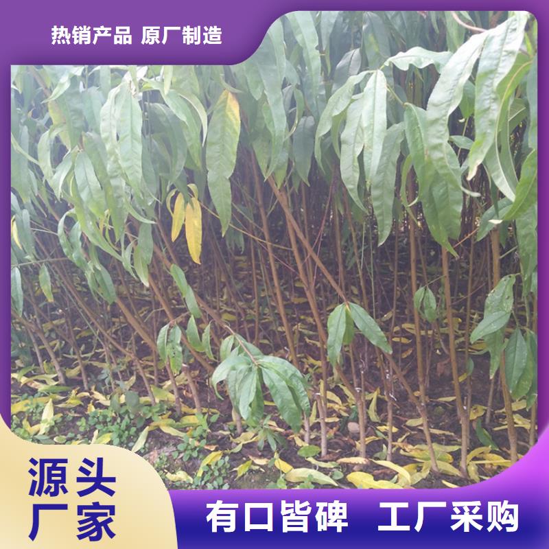 桃樱桃苗精品优选