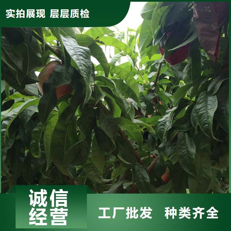桃苹果苗把实惠留给您