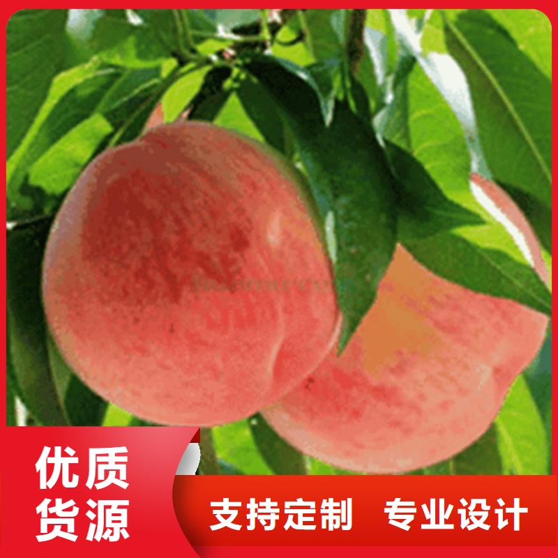桃樱桃苗精品优选