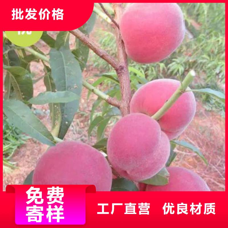 桃樱桃苗精品优选