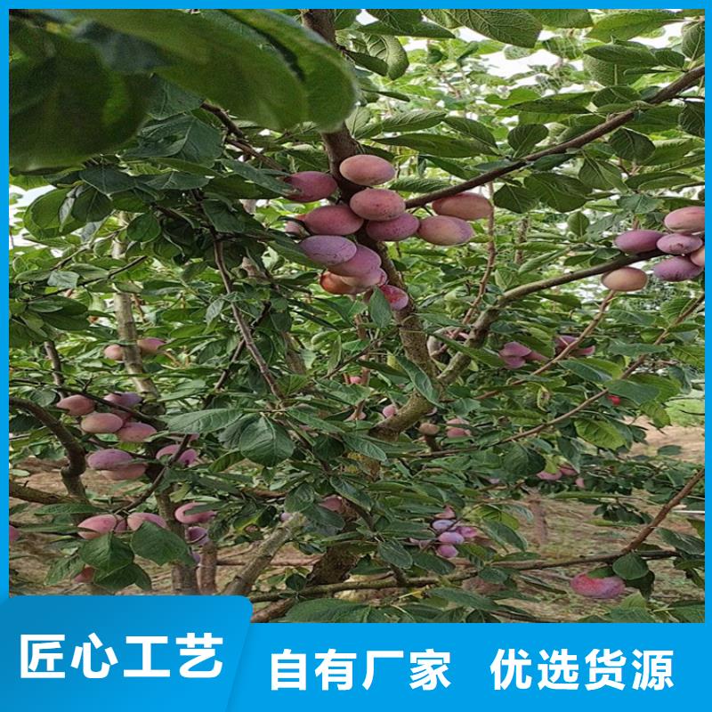 红颜草莓视频-红颜草莓-广东省湛江市雷州|遂溪|中山|惠州|肇庆|江门|梅州|阳江|茂名当地货源