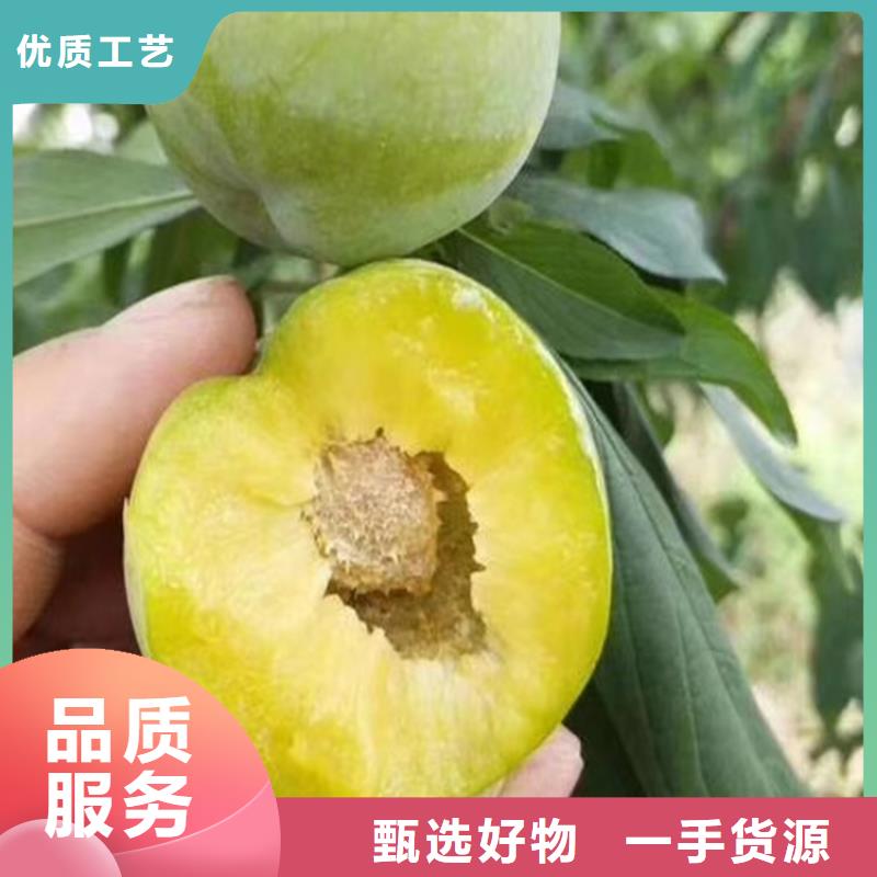 红颜草莓视频-红颜草莓-广东省湛江市雷州|遂溪|中山|惠州|肇庆|江门|梅州|阳江|茂名当地货源