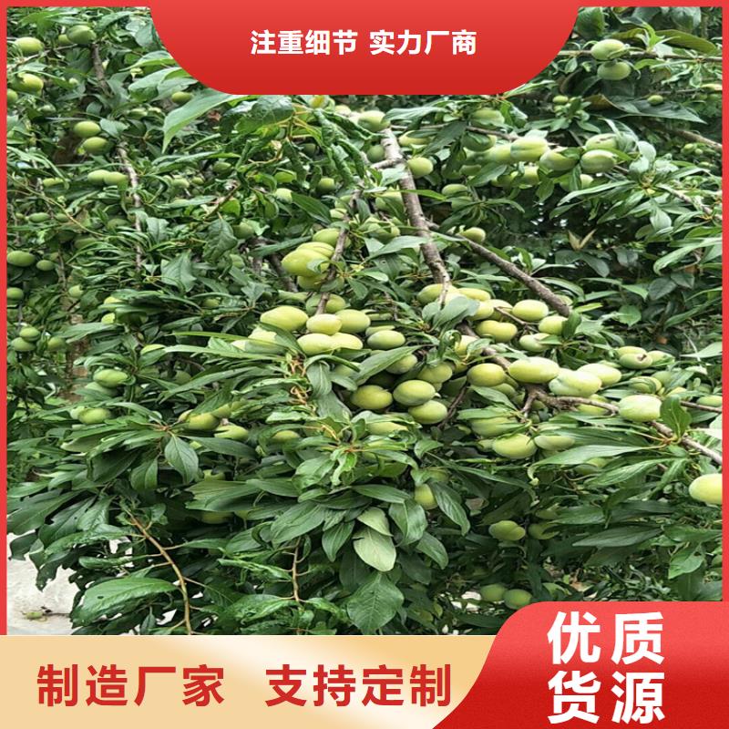 李子桃树苗客户信赖的厂家