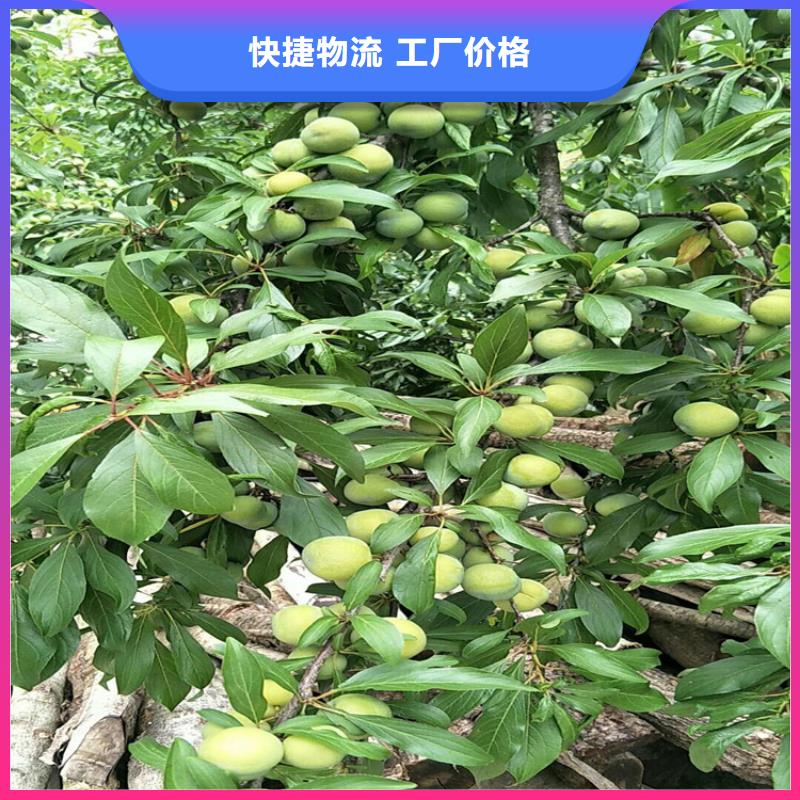 李子桃树苗客户信赖的厂家