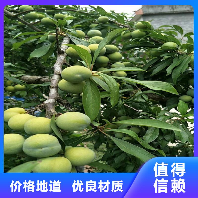 红颜草莓视频-广东省深圳市|福田|观澜|茂名|江门|汕头|潮州|广州|佛山|湛江红颜草莓-轩园