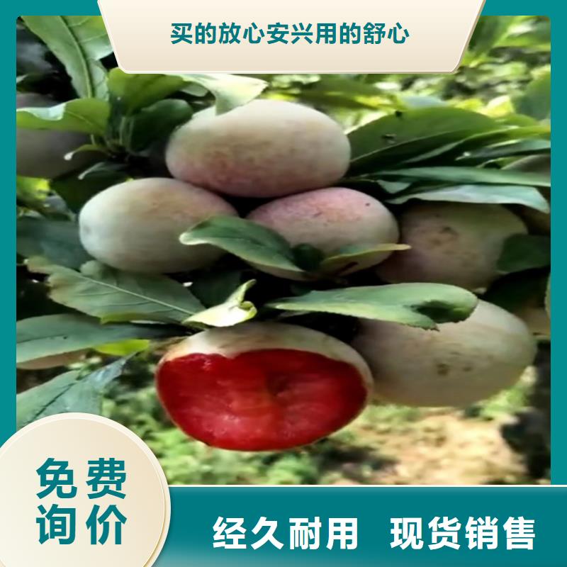 红颜草莓视频-广东省深圳市|福田|观澜|茂名|江门|汕头|潮州|广州|佛山|湛江红颜草莓-轩园