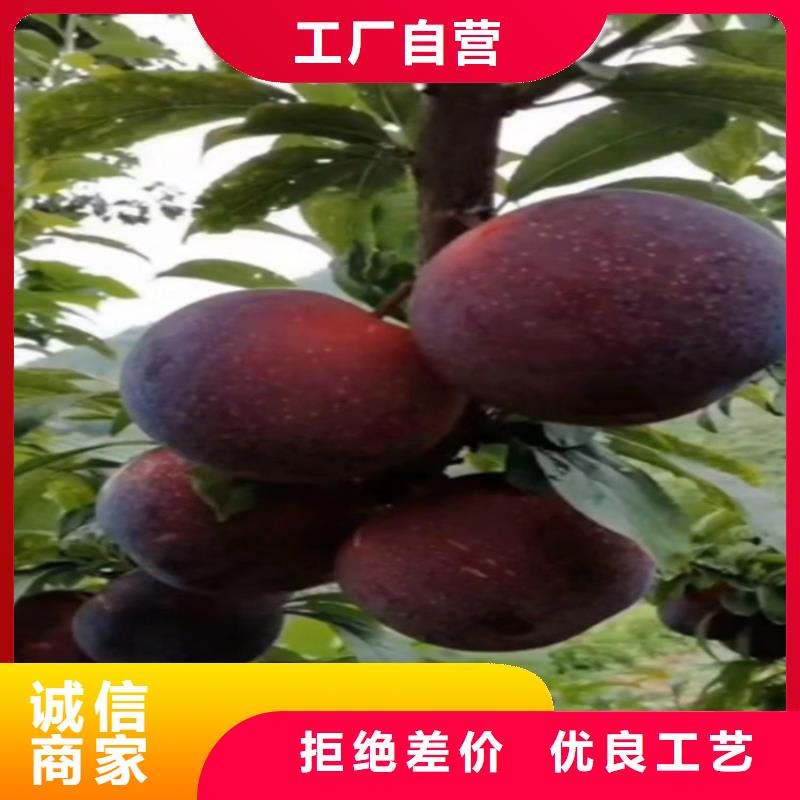 红颜草莓视频-红颜草莓-广东省湛江市雷州|遂溪|中山|惠州|肇庆|江门|梅州|阳江|茂名当地货源