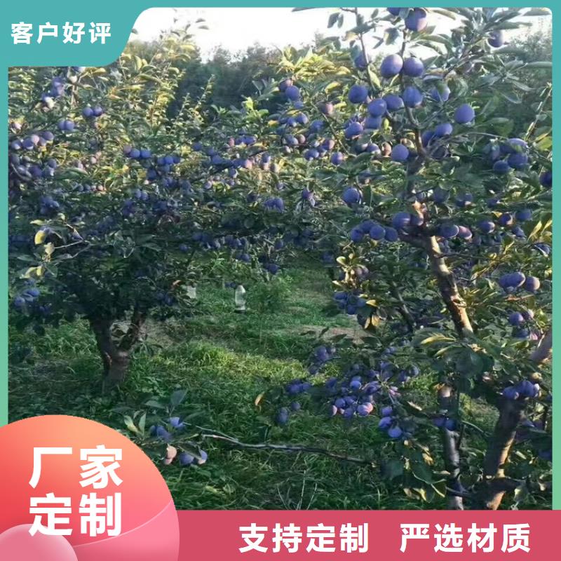 红颜草莓视频-广东省深圳市|福田|观澜|茂名|江门|汕头|潮州|广州|佛山|湛江红颜草莓-轩园