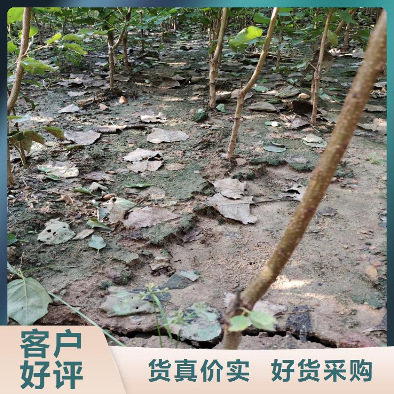 李子西瓜苗厂家采购