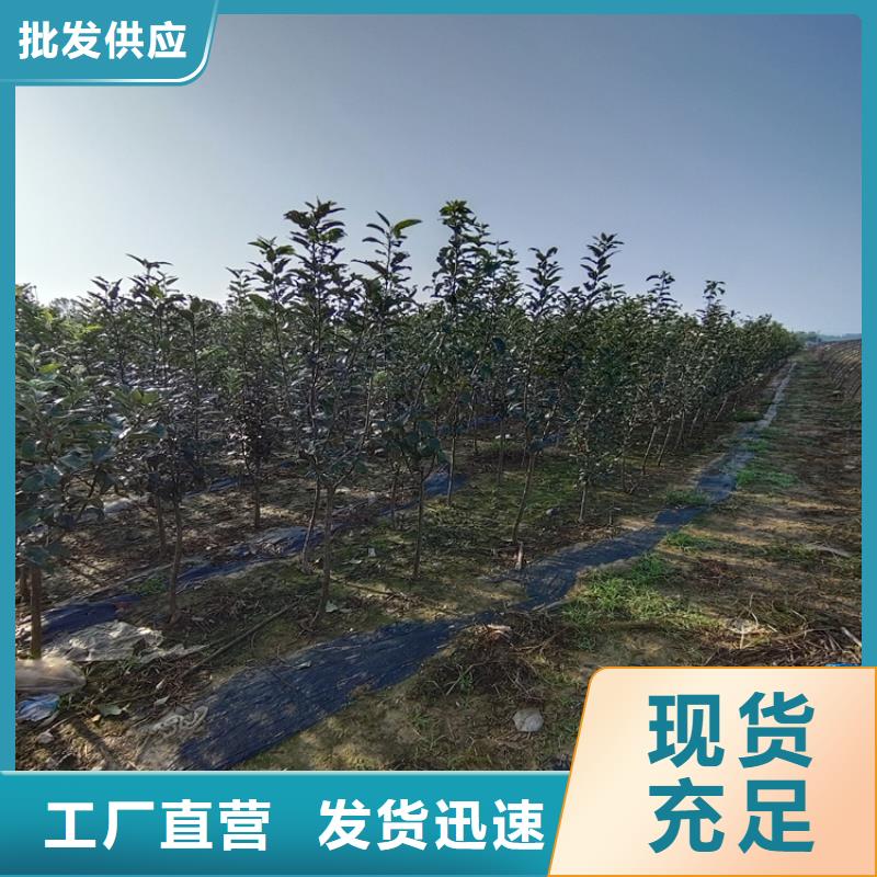 红颜草莓视频-红颜草莓-广东省湛江市雷州|遂溪|中山|惠州|肇庆|江门|梅州|阳江|茂名当地货源