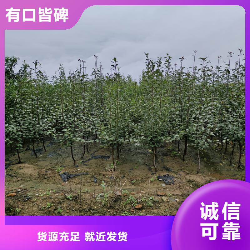 李子桃树苗客户信赖的厂家