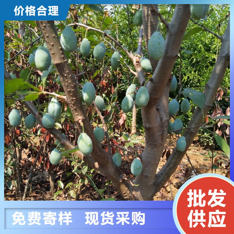 红颜草莓视频-红颜草莓-广东省湛江市雷州|遂溪|中山|惠州|肇庆|江门|梅州|阳江|茂名当地货源